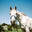 CarrotEquestrian logo